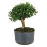 pre_bonsai_buxus_harlandi_7_anos_29_cm_7001_1_fdf2a54cabec5a63cd324a7680249363