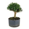 pre_bonsai_buxus_harlandi_7_anos_29_cm_7001_2_ebcc7ab10e27a86e71da5460410bc91a