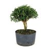 pre_bonsai_buxus_harlandi_7_anos_29_cm_7001_3_b2da6f9ca62e6f5eb3beed778b54e2ed