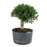 pre_bonsai_buxus_harlandi_7_anos_29_cm_7001_4_480925339be53b17d1d13d9b22e5fef7