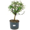 pre_bonsai_pepertree_4_anos_33_cm_7105_1_218e6f7f3b545f3451266119324fdd94