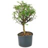 pre_bonsai_pepertree_4_anos_33_cm_7105_2_67b454888bcc702da10652d22d12b0d5