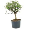 pre_bonsai_pepertree_4_anos_33_cm_7105_3_eaf0e9e08f28a1ccc61f282bb3ca240b
