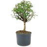 pre_bonsai_pepertree_4_anos_33_cm_7105_4_a55a35d1d84524185e6da4350d484581