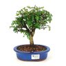 bonsai_pepertree_4_anos_23_cm_7285_1_4b2665498449eecc6198df092376c7a2