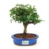 bonsai_pepertree_4_anos_23_cm_7285_3_85dd7f17cf3fcf40315dccf463bc9dda