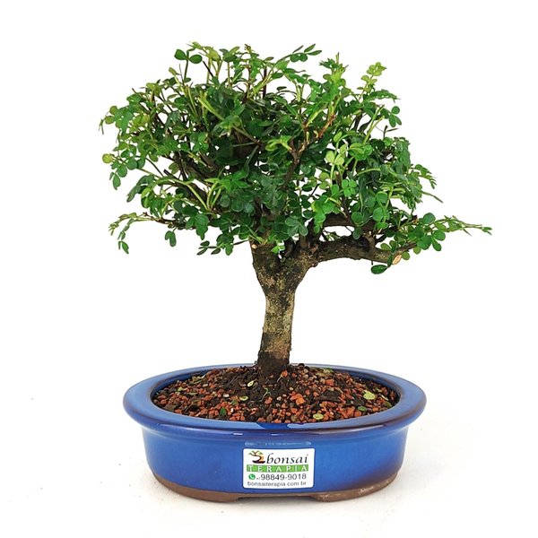bonsai_pepertree_4_anos_23_cm_7285_3_85dd7f17cf3fcf40315dccf463bc9dda