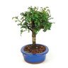 bonsai_pepertree_4_anos_23_cm_7285_4_df7d12731023a58b1ef1dce26099a33f