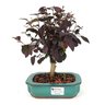 bonsai_loropetalum_rubrum_4_anos_24_cm_7347_1_05009922aa9481ac19fd54a3390df6af
