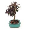 bonsai_loropetalum_rubrum_4_anos_24_cm_7347_2_ffae251f928ed15eaed94f9dd0cd1acb