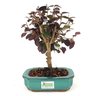 bonsai_loropetalum_rubrum_4_anos_24_cm_7347_3_62a7ed31830d3dc9e02a0abbd4617dab