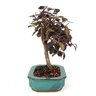 bonsai_loropetalum_rubrum_4_anos_24_cm_7347_4_de5614340f44aae03b06f01c49886827