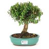 bonsai_buxus_harlandii_5_anos_25_cm_7357_1_52659640c046491ab0b1fa4aa37ca88d