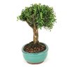 bonsai_buxus_harlandii_5_anos_25_cm_7357_2_4fea17b6411e1938397daafa3d0081a8