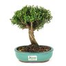 bonsai_buxus_harlandii_5_anos_25_cm_7357_3_da68b3ac1fb0b6e47ef2562f1634bdd8