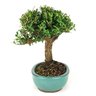 bonsai_buxus_harlandii_5_anos_25_cm_7357_4_a7570d2150dcd6acbba4d8a23bf89890