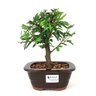 bonsai_caliandra_rosa_3_anos_21_cm_7367_1_eb0356d3fa60fe4315a905b198d3fe4e