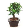 bonsai_caliandra_rosa_3_anos_21_cm_7367_2_059cde1d8f63ac0cd373a30af9dc62ca
