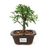 bonsai_caliandra_rosa_3_anos_21_cm_7367_3_a3fbf9d634c406fae47c5b7de80ccef3