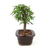 bonsai_caliandra_rosa_3_anos_21_cm_7367_4_d07b1100bbb65f4ab4ed81435720c20f