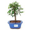 bonsai_caliandra_rosa_3_anos_23_cm_7385_1_9b52b03627b327d4b3ca977b94c32083