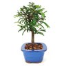 bonsai_caliandra_rosa_3_anos_23_cm_7385_2_309e18d771b9566788f604c3753de1f0