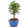 bonsai_caliandra_rosa_3_anos_23_cm_7385_4_fb94a2cc8191ceb62ec3214a2c199056