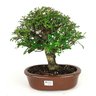 bonsai_pepertree_14_anos_32_cm_7401_1_aa021e2b52d3115689b8cbfa1a85f376