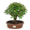 bonsai_pepertree_14_anos_32_cm_7401_3_7ece4f15644a42f8bd88d9c1a4631286