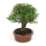 bonsai_pepertree_14_anos_32_cm_7401_4_2b85ce27d6182391e9ffa9755d36e6af