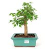 bonsai_acer_kaede_7_anos_32_cm_7407_1_4c3db3c34f1634fc693abf4d8140f55f