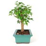 bonsai_acer_kaede_7_anos_32_cm_7407_2_e8abab8e9a333d67afdc659d8cda2e7c
