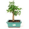 bonsai_acer_kaede_7_anos_32_cm_7407_3_2fb699589c011d8ff1f527077d8d1b1d