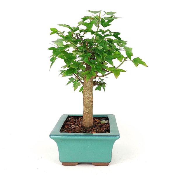 bonsai_acer_kaede_7_anos_32_cm_7407_4_7d5d6e57d62330c7600453605774a50e