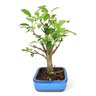 bonsai_mini_maca_14_anos_42_cm_7415_2_3641aa08d5f6521a483ce9243c755a24