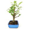 bonsai_mini_maca_14_anos_42_cm_7415_4_fa14502fa8cbf65441e2d71abf11077d