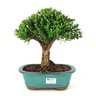 bonsai_buxus_harlandii_7_anos_29_cm_7417_1_71b3b27d64651eaaa026db195c60d16d