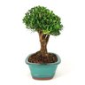 bonsai_buxus_harlandii_7_anos_29_cm_7417_2_d909daa314514baf617fb32b200eb596
