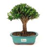 bonsai_buxus_harlandii_7_anos_29_cm_7417_3_7b9d7f7e4a5a3122db8c844a0ee3f79e