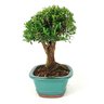 bonsai_buxus_harlandii_7_anos_29_cm_7417_4_ba421d8a3b8b4d2973240464edb8ac96