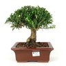 bonsai_buxus_harlandii_7_anos_27_cm_7419_1_164f26bc11727290786ea2f28bd3a55f