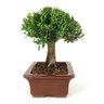 bonsai_buxus_harlandii_7_anos_27_cm_7419_2_8fdd4a72377910613271032761aeb80e