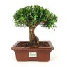 bonsai_buxus_harlandii_7_anos_27_cm_7419_3_b23dd3f2486555aeeb81b29276cfde52