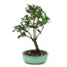bonsai_maitenus_2_anos_23_cm_7517_1_9f829922df07b4a0a2a83e46fefca6bd
