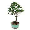 bonsai_maitenus_2_anos_23_cm_7517_2_d959581f97a7ab1bf2fec4bcc9cbe74a