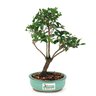 bonsai_maitenus_2_anos_23_cm_7517_3_4a2df7f924fa74a41d0c32f4bfea647a