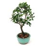 bonsai_maitenus_2_anos_23_cm_7517_4_bb11c5dacf6916dc72973cd70d7403cb