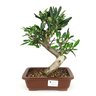 bonsai_piracanta_vermelha_6_anos_27_cm_7553_1_91f598d9ef70589e1e02c4e448d218b0