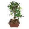 bonsai_piracanta_vermelha_6_anos_27_cm_7553_2_82d9556510783321bc599c3cd6761d6a