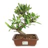 bonsai_piracanta_vermelha_6_anos_27_cm_7553_3_e4f2a6245ccfff25a708149a90dee60d